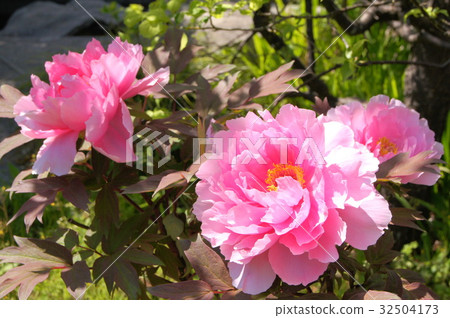 粉紅色按鈕 粉紅色按鈕 32504173