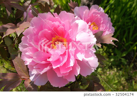 粉紅色按鈕 粉紅色按鈕 32504174