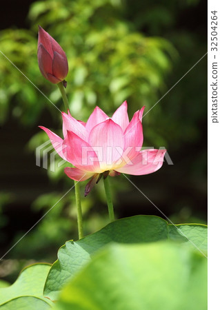 Lot in front of Toshodaiji Temple 32504264