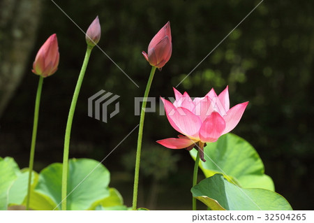 Lot in front of Toshodaiji Temple 32504265
