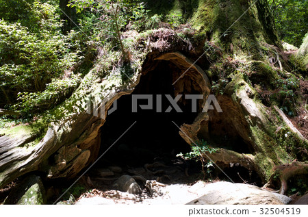 威爾遜股票 威爾遜股票 32504519