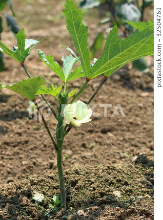 秋葵的花 秋葵的花 32504761