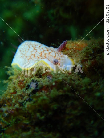 薩拉薩海牛 32505201