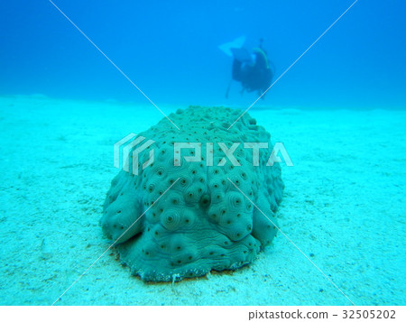 巨大的海參 32505202