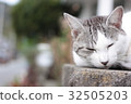 午睡流浪貓 32505203
