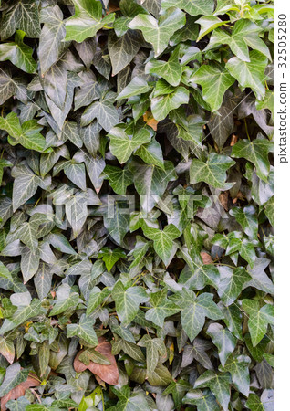 Hedera or ivy green background 32505280