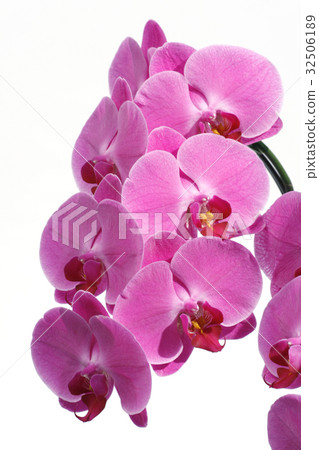 桃紅色毛茛蘭花花 32506189