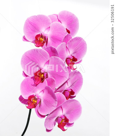 桃紅色毛茛蘭花花 32506191