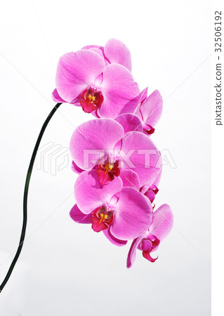 Pink buttercup orchid flower up 32506192