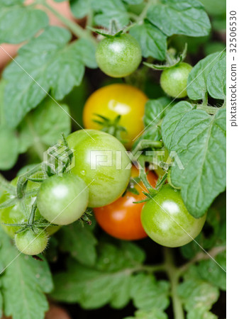 Petit tomatoes Petit tomatoes 32506530