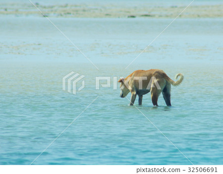 Stray Dog Hanging around on the Beach Stray Dog Hanging around on the Beach 32506691