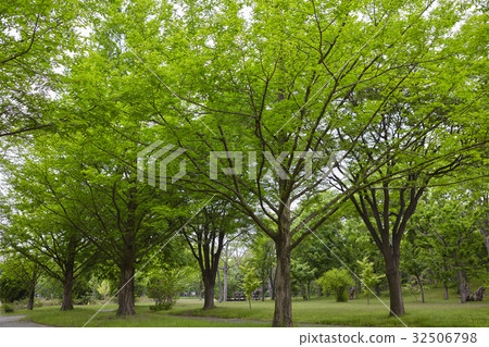 水杉 水杉 32506798