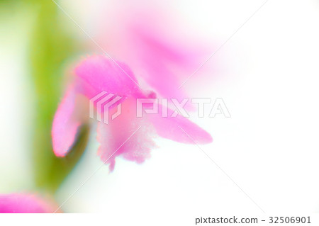 Flower macro photography screw burner 32506901