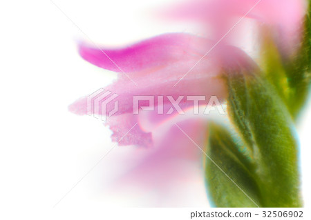 Flower macro photography screw burner 32506902