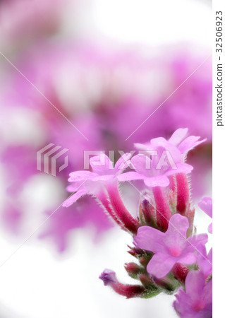 花宏觀攝影Yanagi Hanagasa 32506923