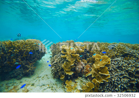 Coral Reef Coral Reef 32506932