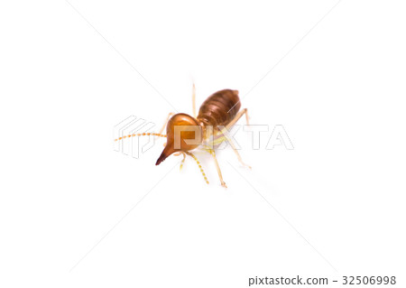 termite on white background 32506998