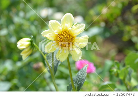 Dahlia 32507478
