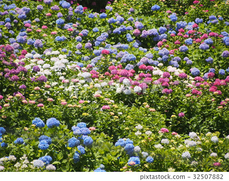 A hydrangea A hydrangea 32507882