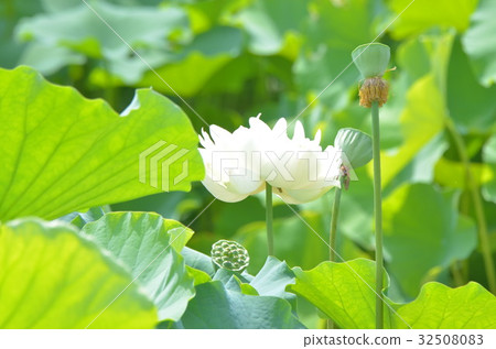 Lotus flower  32508083