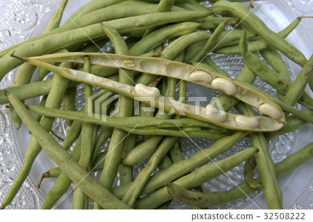 Pods of Beans Pods of Beans 32508222