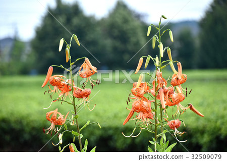 Onimuri (Demon) 32509079