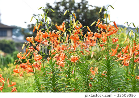 Onimuri (Demon) Onimuri (Demon) 32509080