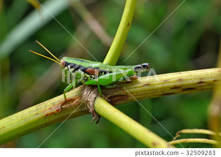 蝗蟲 32509283