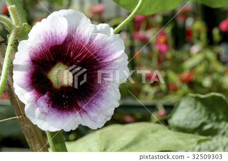 Violet Cup with White Rim Violet Cup with White Rim 32509303