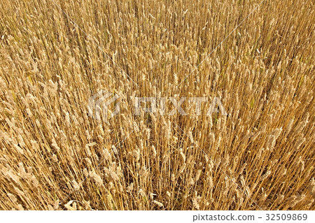 Wheat field detail 32509869