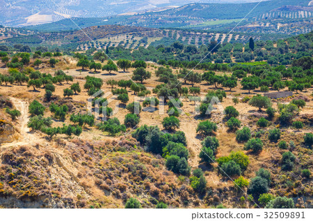 olive fields on Crete Island in Greece 32509891