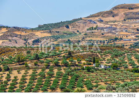olive fields on Crete Island in Greece 32509892