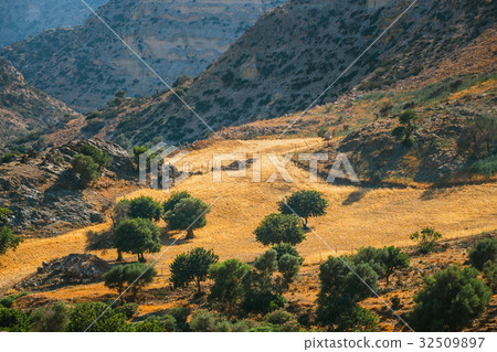 olive fields on Crete Island in Greece 32509897