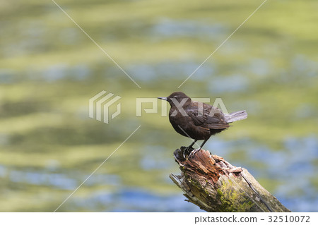 Kawaragasu（河） 32510072