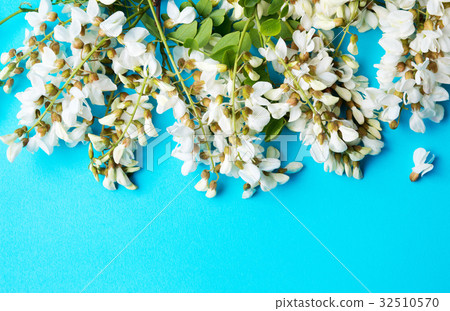 Acacia flowers for a good herbal tea 32510570