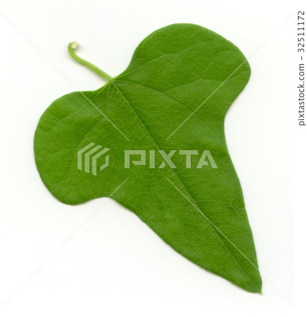 leaf  32511172