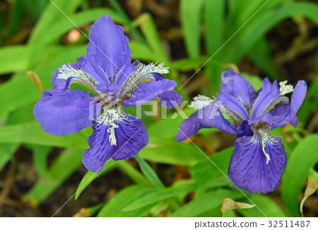 Plant: Ichihatsu Iridaceae 32511487