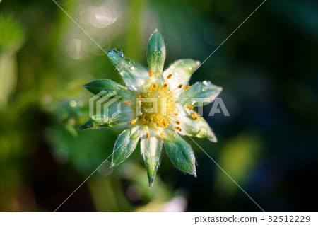 植物_花 觀葉植物 照片 草莓 萼片 雄蕊 首頁 照片 植物_花 觀葉植物