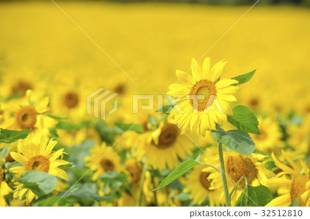 Sunflower on one side Sunflower on one side 32512810