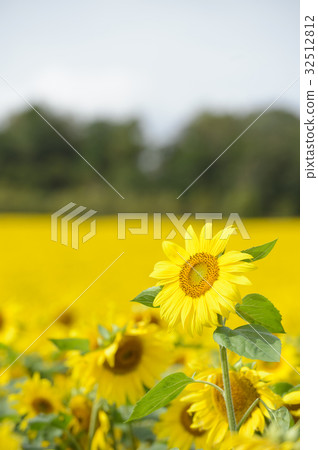 Sunflower on one side Sunflower on one side 32512812