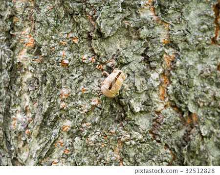 Cicada shell Cicada shell 32512828