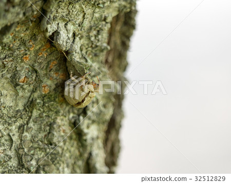 Cicada shell Cicada shell 32512829