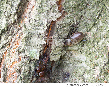 Female of beetle, found! Female of beetle, found! 32512830