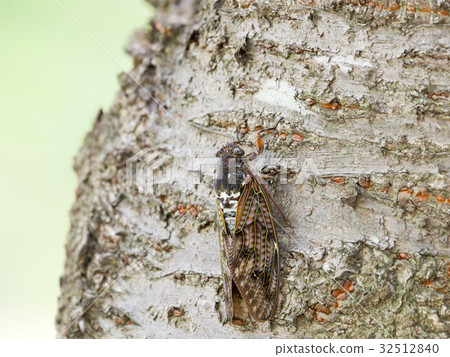 Brown cicada Brown cicada 32512840