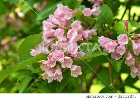 Tree: Taniwazaki watermelon family 32512873