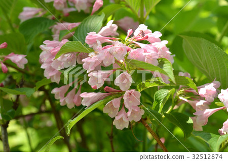 Tree: Taniwazaki watermelon family 32512874