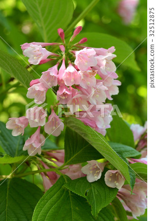 Tree: Taniwazaki watermelon family 32512875