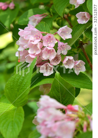 Tree: Taniwazaki watermelon family 32512877