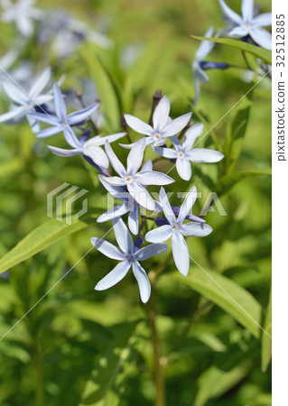 Plants: Drosophilidae 32512885