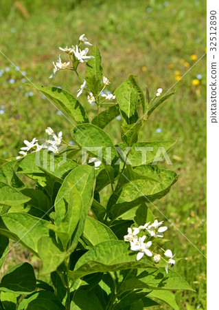 植物：Phytoseiidae 32512890